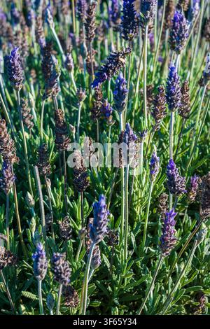 Prima vista verticale di fiori di lavanda viola in fiore che crescono in un campo da giardino soleggiato Foto Stock