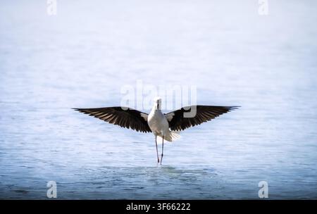 Vista frontale di un trampoliere dal collare che si posa su acque calme e poco profonde con le ali completamente distese. Uccello limicolo elegante fotografato nel suo ambiente naturale. Foto Stock
