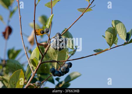 Chokeberries nere mature che crescono su un arbusto di Aronia contro un cielo blu Foto Stock