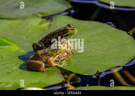 Rane verdi settentrionali Lithobates clamitans che riposano insieme su una foglia di ninfea verde vivace Foto Stock