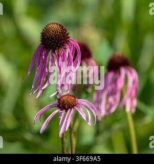 Primo piano dell'Echinacea pallida, una pianta selvatica perenne dell'America del Nord. Foto Stock