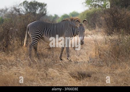 Zebra di Grevy (Equus grevyi) in piedi in una prateria secca della Riserva Nazionale di Samburu, Kenya, che guarda direttamente la fotocamera. Foto Stock