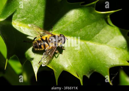 Mosca volante comune Batman Myathropa florea, femmina di mosca volante su una foglia di agrifoglio, Nottinghamshire, Regno Unito, maggio Foto Stock