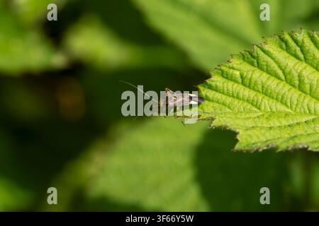 Closterotomus trivialis, vista di un imago femmina di cimice delle piante su una foglia, Nottinghamshire, Regno Unito, maggio Foto Stock