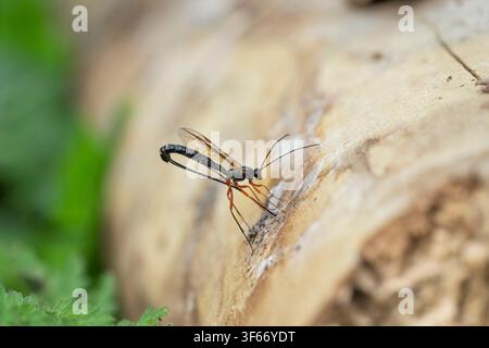 Ephialtes manifestator, imago femmina vespa ichneumone alla ricerca di larve nel legno in decomposizione all'interno di un habitat boschivo, Nottinghamshire, UK, maggio Foto Stock