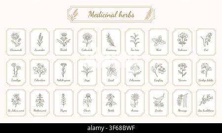 Collezione di erbe medicinali Icone in arte lineare botanica Illustrazione Vettoriale