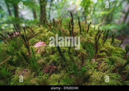 Vista ravvicinata di Polytrichum commune, comunemente noto come muschio comune a cappello di pelo, che forma un tappeto denso e verdeggiante in una foresta temperata. Foto Stock