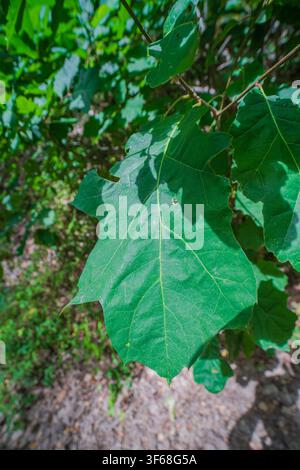Una vista dettagliata di una grande foglia verde dalla forma distintiva di un tulipaniera (Liriodendron tulipifera) è stata catturata in messa a fuoco netta. Foto Stock
