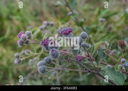 Close up di fiori selvatici di bardana viola e teste di seme che crescono in un prato naturale. Immagine botanica dettagliata con sfondo morbido, ideale per l'ecologia a Foto Stock