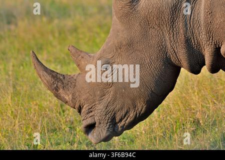 Ritratto ravvicinato di rinoceronte bianco in Sudafrica Foto Stock