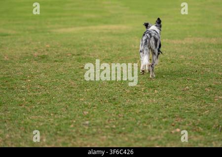 Cucciolo di cane Border Collie Merle Foto Stock