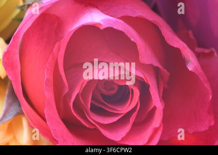 Prima piano di una rosa rosa vivace con petali strettamente stratificati Foto Stock