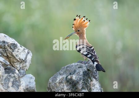 Upupa eurasica, Upupa epops, Bulgaria Foto Stock