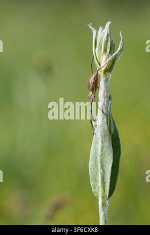 Ragno tessitore dalle lunghe mascelle, Tetragnathidae, Bulgaria Foto Stock
