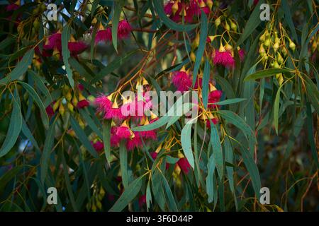 Un primo piano medio di fiori di colore rosa scuro su un piccolo Eucalyptus nativo, Eucalyptus leucoxylon. Foto Stock