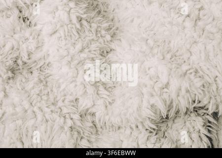 Primo piano della texture di un cappotto in pelle di pecora bianca con pelo riccio e morbido, fibre di lana dense e dettagli naturali e soffici. Sfondo tessile neutro per la moda Foto Stock