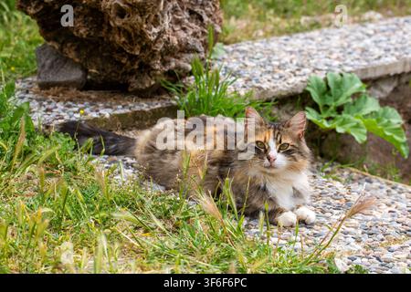 Gatta calico tartarugato soffice sdraiata su un sentiero di ciottoli nel giardino Foto Stock