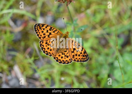 Verde scuro - Fritillary Argynnis aglaia Foto Stock