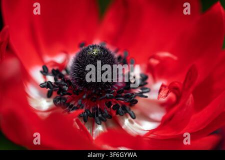 Macro estremo in primo piano di un fiore di Anemone rossa vivace (Anemone coronaria), evidenziando il centro scuro strutturato e le stami neri. Foto Stock
