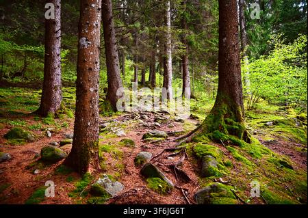 Una fotografia orizzontale di una magica foresta di pini profonda con tronchi alti, rocce e radici coperte di muschio e un morbido suolo boschivo cosparso di aghi caduti e fogliame verde Foto Stock