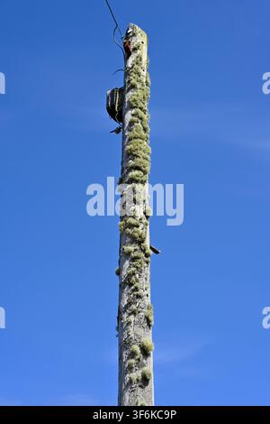 Palo telegrafico coperto di licheni, consumato, contro un cielo blu chiaro, Kilmartin Glen, Scozia UK Maggio Foto Stock