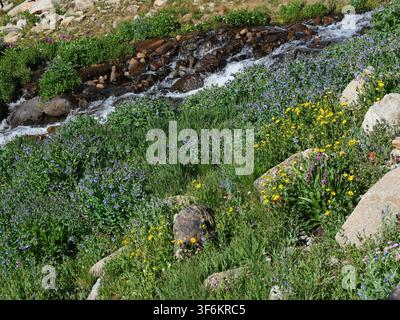 Fiori selvatici alpini colorati in fiore accanto al torrente di sfogo del Lago Isabelle nell'Indian Peaks Wilderness, Colorado, USA, con campanule delle Montagne Rocciose i Foto Stock