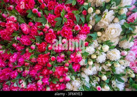 Texture di sfondo a quadro intero di peonie rosa e bianche fitte in fiore con foglie verdi Foto Stock