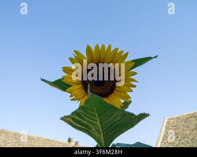 Vista ad angolo basso di un unico girasole giallo che fiorisce dietro una grande foglia verde su un cielo blu terso. Foto Stock