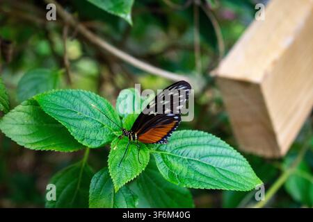 Farfalla tropicale con ali nere, bianche e arancioni che riposa su lussureggianti foglie verdi in un habitat di foresta pluviale di una casa delle farfalle. Foto Stock