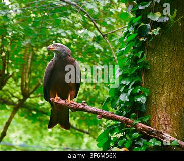Una fotografia orizzontale di un nibbio nero (Milvus migrans) con piumaggio marrone scuro e zampe gialle, appollaiato vigile su un ramo di legno tra una vegetazione rigogliosa di alberi e tronchi ricoperti di edera in una foresta. Foto Stock