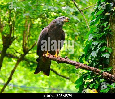 Una fotografia orizzontale di un nibbio nero (Milvus migrans) con piumaggio marrone scuro e zampe gialle, appollaiato vigile su un ramo di legno tra una vegetazione rigogliosa di alberi e tronchi ricoperti di edera in una foresta. Foto Stock