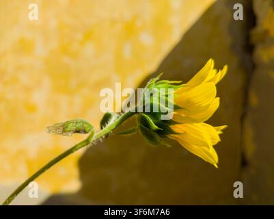 Vista di profilo laterale di un giovane girasole giallo che proietta un'ombra su un vecchio muro rustico giallo. Foto Stock