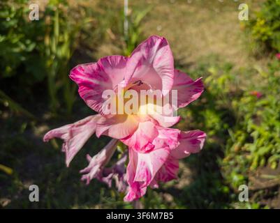 Prima vista di fiori di gladiolo Priscilla rosa e gialli che sbocciano in un giardino soleggiato sul retro. Foto Stock