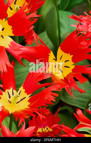 Tulipi esotici rossi e gialli in piena fioritura, sfondo floreale di un giardino primaverile vivace Foto Stock