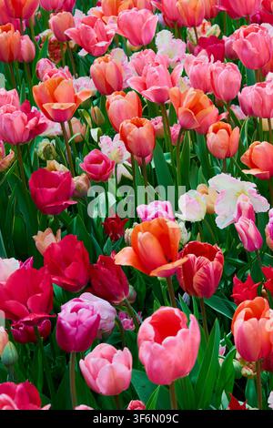 Campo di tulipani colorato in piena fioritura con fiori rosa, rossi e arancioni, giardino primaverile vivace Foto Stock