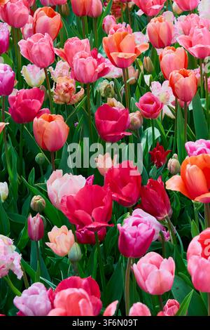 Vibrante giardino di tulipani rosa, corallo e rossi in piena fioritura, sfondo floreale colorato primaverile Foto Stock