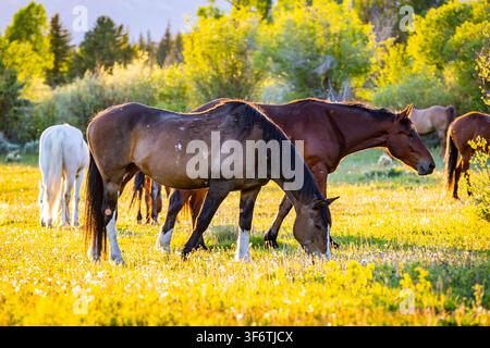 Cavalli marroni e bianchi che pascolano insieme su un rigoglioso pascolo di una fattoria americana circondato dalla vegetazione Foto Stock