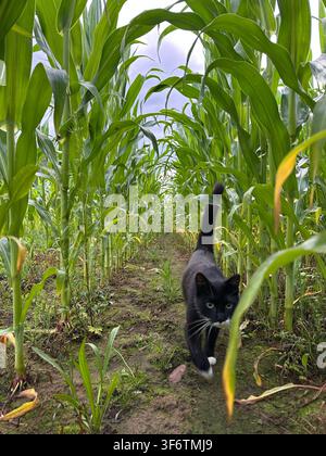 Gatto nero in smoking che cammina lungo un sentiero stretto tra alte piante di mais verdi in una giornata estiva. Paesaggio rurale naturale con scenario agricolo, fresco Foto Stock