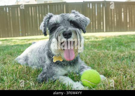 Primo piano di un felice cane schnauzer in miniatura sdraiato nell'erba con una palla da tennis Foto Stock