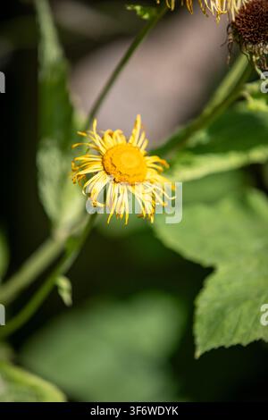 Primo piano di una Telekia speciosa gialla, fiore a cuore, che fiorisce in un giardino. Foto Stock