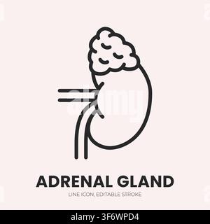 Icona lineare della ghiandola surrenale. Illustrazione vettoriale lineare per il trattamento dei reni. Segnatura sottile dell'anatomia umana, del sistema endocrino, etichetta dell'organo, pittogramma Web medico Illustrazione Vettoriale