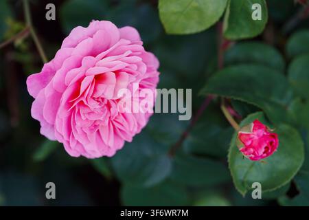 Primo piano di belle rose inglesi rosa che crescono su steli contro foglie verdi Foto Stock