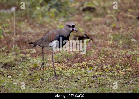 Vanello del Sud Rio Claro Pantanal Brasile Foto Stock