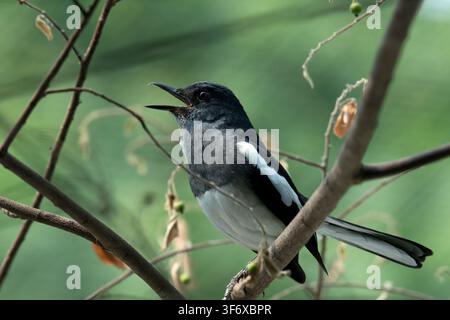 Magpie robin orientale che canta su un ramo Foto Stock