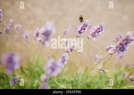 Un bombo che vola sopra fiori di lavanda viola Foto Stock