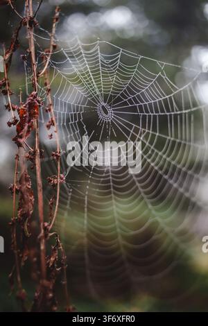 Una delicata ragnatela coperta dalla rugiada mattutina Foto Stock