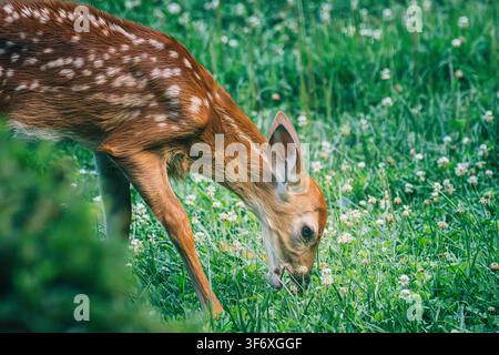 Giovane cerbiatto maculato che pascola in un campo verde Foto Stock