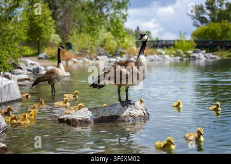 Genitore di oche orgoglioso che veglia sui piccoli a Calgary Foto Stock