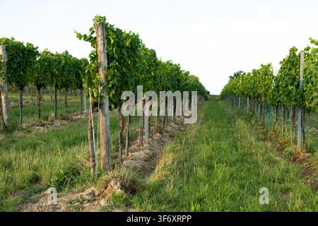 File di viti verdi in un vigneto in una giornata di sole Foto Stock
