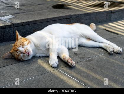 Un gatto fulvo e bianco che dorme piatto su un marciapiede di pietra con raggi di sole presso il famoso Alun-Alun Surabaya nell'est di Java, Indonesia. Foto Stock